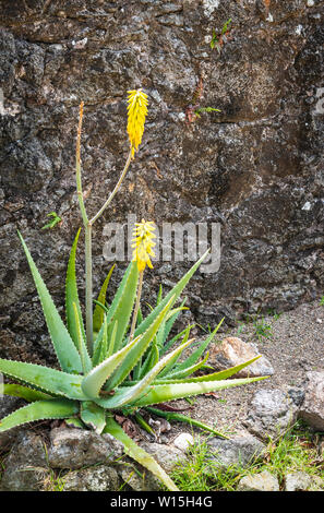 L'usine de vera d'aloès en fleurs avec des fleurs jaunes contre les murs de forteresse, Terre-de-Haut, Guadeloupe, Caraïbes. Banque D'Images