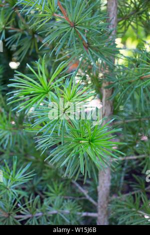 Sciadopitys verticillata 'Sternschnuppe' / Pin Parasol tree, Close up. Banque D'Images