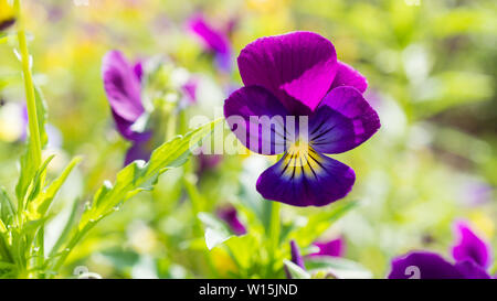 Violet, jaune, champ de violettes jardin extérieur Banque D'Images