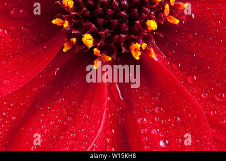 Belle macro close up d'un dahlia rouge (Happy Days) fleur, pétales et d'étamines en pleine floraison avec de l'eau gouttes Banque D'Images