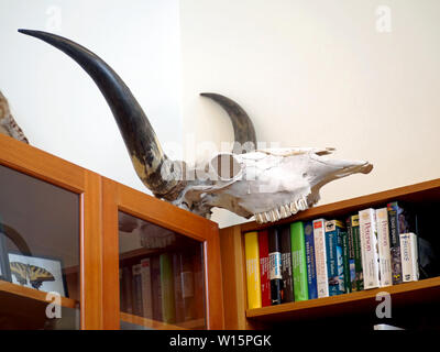 Crâne avec cornes de Texas Longhorn affichée en haut d'une bibliothèque dans le centre d'apprentissage de l'Oso Préserver les zones humides de la baie de Corpus Christi, Texas. Banque D'Images