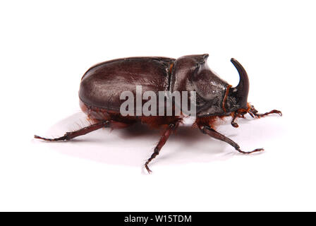 Closeup shot of male du scarabée rhinocéros (Oryctes nasicornis) isolé sur fond blanc Banque D'Images