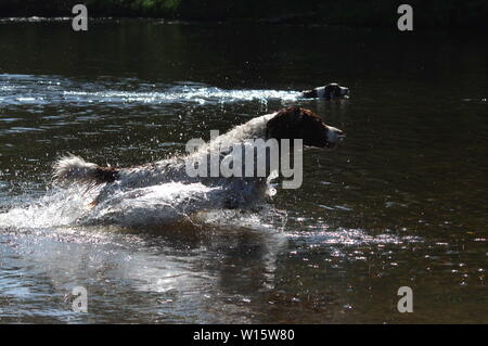 Springer Spaniels en marche dans l'eau Banque D'Images