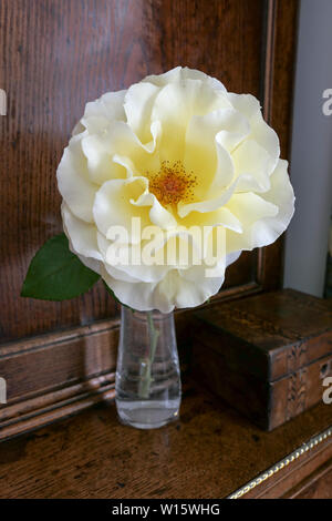 Elina rose dans un vase contre le bois Banque D'Images