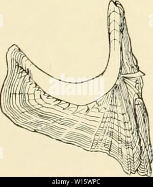 Image d'archive à partir de la page 184 de die Beteiligung an der deutschlands. Die Beteiligung deutschlands an der internationalen Meeresforschung : Rapport Annuel . diebeteiligungde4508deut Année : 1905 o o Banque D'Images