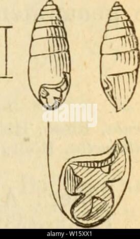 Image d'archive à partir de la page 190 de la Deutsche excursions-mollusken-faune (1876). Deutsche excursions-mollusken-faune . deutscheexcursio00cles Année : 1876 1853. Menkeana Azeca, C. Pfeiffer. Carychium Menkeanum, C, Pfeiffer, Naturg. I, p. 70 t. 3 fig. 42. 1821. GoodalHi Feriissac, Helix, onglet. p. 75. La Piipa - Michaud, compl. p. 68 t. 15 flg. 39. 40. Azeca - aulne, Mag. zool. et. Bot. II. p. 110. Achatina - Eossm., icône. fig. 654, chrysalide, tridem Gray, Ann. de phil. nat. Sc. IX. p. 413. Azeca - Chemnitz, éd. 2. Gen. Bulimus t. Fig 37, 27-30. - L. Pfeiffer, Lun. hei. III. p. 522. Menkeana Cionella, Albers, Banque D'Images