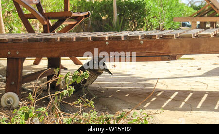 Wild Bird se cachant dans l'ombre sous le banc solaire Banque D'Images