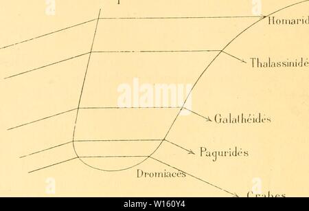 Image d'archive à partir de la page 199 de la liste de diffusion des mécanismes chez les. Des mÃcanismes CrustacÃs DÃcapodes respiratoires chez les ; essai de physiologie, Ãthnologique phylogÃnique et Ãvolutive . desmcanismesre00bohn Année : 1901 UOHX 190 GEORGES. Je compte plus tard dÃvelopper ces considÃrations relatives aux Macroures et aux Anomoures, qui se rÃsument dans le grapliique suivant : Adaptation Ã la vie marcheuse HoinaridÃs ilassirikJÃs e;Crabes Ayant portÃ mon attention surtout sur les crabes je vais montrer maintenant comment chez eux les frottements des Ãpipodites des pattes-mÃ choires contre Banque D'Images