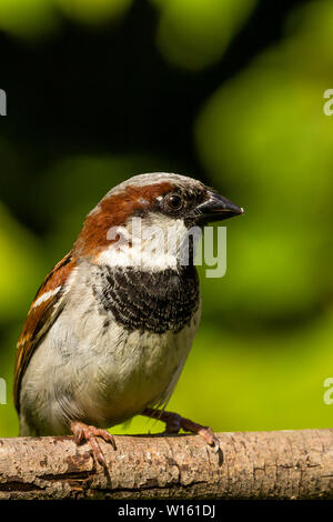 Moineau domestique mâle en quête de la fin du printemps/début de l'été soleil en Pays de Galles Banque D'Images