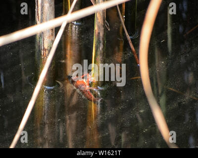 Les écrevisses Procambarus clarkii, accroché aux roseaux en italien. Animaux domestiques, une fois relâchés dans la nature ces animaux sont devenues envahissantes nuisibles. Banque D'Images