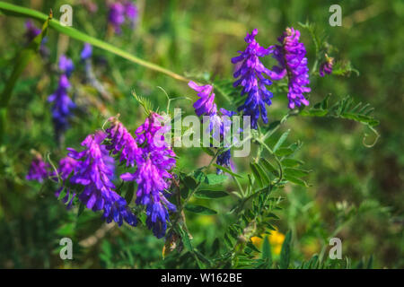 Vicia cracca fleurs en été. Souris pois fleurs ou Vicia cracca ou oiseau, bleu ou vesce boréale. Banque D'Images