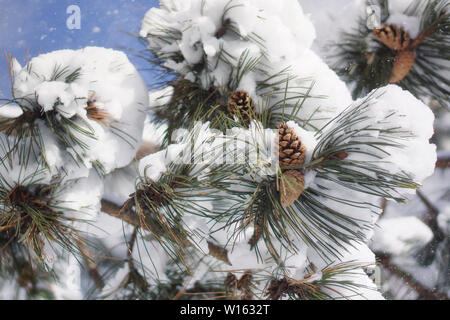 Cônes de pin avec de la neige, aiguilles de pins couverts de neige, scène d'hiver Banque D'Images