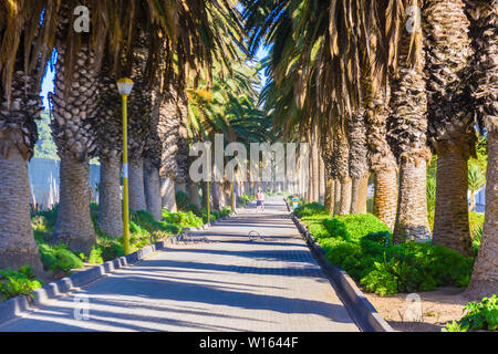 Allée bordée d'arbres à Swakopmund, Namibie Banque D'Images