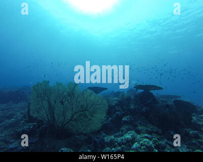 Coraux, poissons et super clair de l'eau dans le soleil, sur les îles Togian à Sulawesi, Indonésie, Asie du sud-est. Banque D'Images