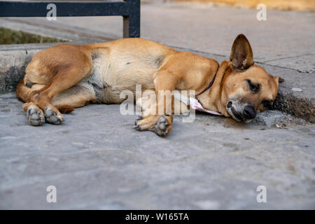 Les chiens de rue de La Havane, Cuba. Banque D'Images