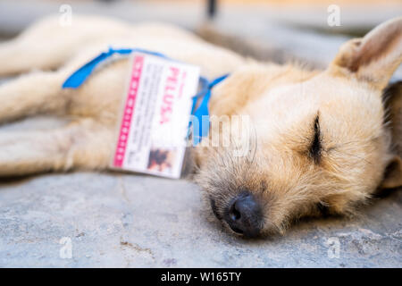 Les chiens de rue de La Havane, Cuba. Banque D'Images