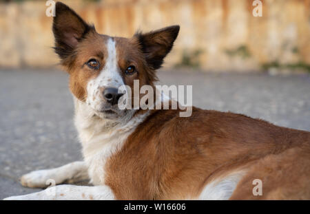 Les chiens de rue de La Havane, Cuba. Banque D'Images
