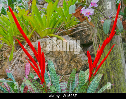 Épée flamboyante Fleur Vriesea splendens plante tropicale rouge avec fleurs long et étroit Banque D'Images