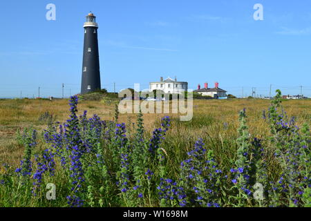 Anciens et nouveaux phares à Dungeness, Kent, fin juin sur une belle journée d'été avec de rewarewa de fleurs sauvages en pleine floraison. Banque D'Images