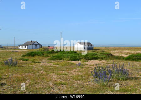 Shacks lonely, Dungeness, balayées par une péninsule d'un autre monde sur la côte du Kent qui sort dans la Manche. Fleurs de Rewarewa trop Banque D'Images