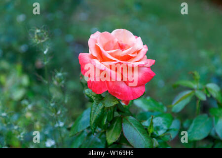 Vue rapprochée d'une seule grande floraison d'été à orange rose rouge fleur dans un jardin à Surrey, au sud-est de l'Angleterre, Royaume-Uni Banque D'Images