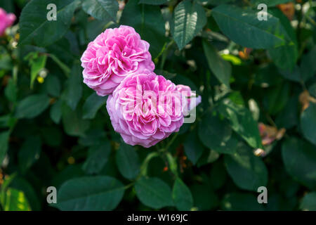 Roses en Fleur : rose Floraison estivale populaire David Austin rosier arbustif, Gertrude Jekyll, genêts en fleurs dans un jardin à Surrey, au sud-est de l'Angleterre, Royaume-Uni Banque D'Images