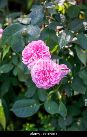 Roses en Fleur : rose Floraison estivale populaire David Austin rosier arbustif, Gertrude Jekyll, genêts en fleurs dans un jardin à Surrey, au sud-est de l'Angleterre, Royaume-Uni Banque D'Images