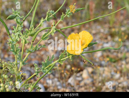 Cornes jaune Glaucium flavum (pavot) plante avec des fleurs et des gousses longues à shingle banques derrière la plage. Réserve naturelle de Rye Harbour. Le seigle, Susse Banque D'Images