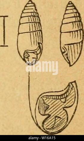 Image d'archive à partir de la page 238 de la Deutsche excursions-mollusken-faune (1884). Deutsche excursions-mollusken-faune . deutscheexcursio00cle Année : 1884 229 Fiipa tridens, Gray, Ann. de phil. nat. Sc. IX. p. 413. Azeca - Chemnitz, éd. 2. Gen. Bulimus t. 37 fig. 27-30. - L. Pfeiffer, lundi à hei.. p. 522. Menkeana Cionella Heliceen, Albers, p. 257. - Nassau Kobelt, p. 136 t. 2 fig. 11. Thier : hellblaiigrau Augenträ, mit ziemlich langen- gern ; Fühler sehr kurz. Gehäuse : elliptisch-zugespitzt ; Stark, glänzend durch- sichtig horngelb,, nach oben und unten etwas, verschmälert Ellipsenfor desshalb und der Banque D'Images