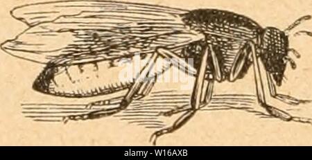 Image d'archive à partir de la page 243 de Die Insekten nach ihrem Schaden. Die Insekten nach ihrem Schaden und Nutzen . dieinsektennachi00acs Année : 1882 Banque D'Images