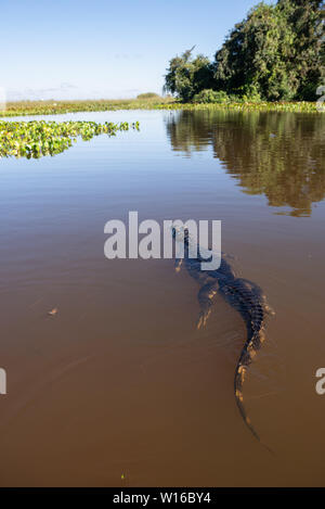 Un Caïman la natation dans le Pantanal Nord Pantanal, Brésil Banque D'Images