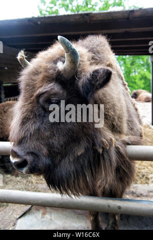 Sauver l'espèce. Le bison européen ou américain ou bison en paddock ou zoo. Grand bison bison brun de groupe. Bison sauvage avec des cornes. Bison animal en parc. Banque D'Images