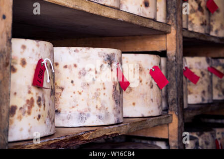 En tissu à lié truckles de maturation à cheddar fromage de Quicke, Devon, UK. Un traditionnel petit artisan fromager et laitier créé en 1540 Banque D'Images