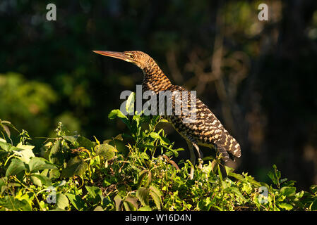 Un mineur (Tigrisoma lineatum Rufescent Tiger-Heron) du Pantanal Brésilien Banque D'Images