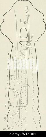 Image d'archive à partir de la page 256 de die im Leitungsbahnen Nervensystem der. Banque D'Images