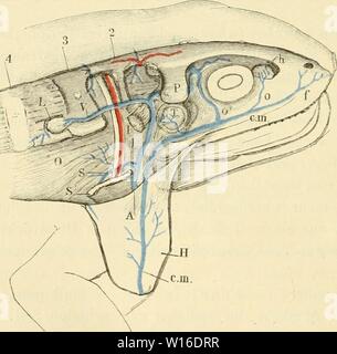 Image d'archive à partir de la page 285 de la soirée des frosches Ein. Die pot des frosches. Ein Handbuch fÃ¼r physiologen¤Ã, rzte studirende und . dieanatomiedesfr0103ecke Année : 1864-1882 Vena jugularis interna. Das 92. Grefässsystem anonyma. Dieselbe wird zusammengesetzt aus der Vena jugularis dans terna- und der Vena subscapularis. a. Die Vena jugularis interna. Verfolgt man diese Vene von der Vena anonyma une Kiefersuspensorium Schulterblatt zwischen und aufwärts, donc gelangt man an den Rand des lateralen Musculus l'angulaire de l'omoplate. Hier mündet von hin- dix son über den genannten Muskel verlaufend Banque D'Images