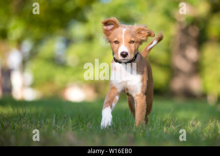 Un rouge et blanc mignon chiot de race mixte marcher dans l'herbe Banque D'Images