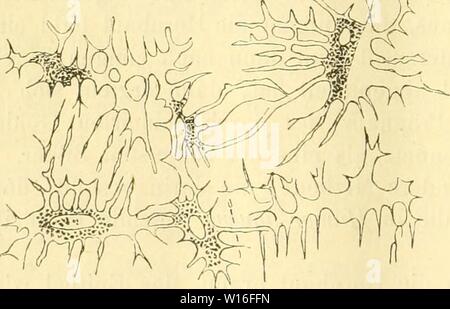 Image d'archive à partir de la page 275 de Die Klassen und Ordnungen des. Die Klassen und Ordnungen des Thier-Reichs, wissenschaftlich dargestellt in Wort und Bild . dieklassenundord62bron Année : 1873-1878 264 Sinnesapparate. L'hématoxyline. Die Unter.sucbuug Hornhaut der im frischen Zustande ist immer und immer également am meisten zu empfehlen. Die Wanderzellen WanderkÃ¶rperchen oder die, welche v.- Reckling hausen zuerst nachgewiesen hat, tauchen une HornhÃ¤frischen uten von allen zelligen Elementen der Grundsubstanz zuerst auf. Suis leichtesten sind sie in der Hornhaut des Frosches zu sehen, wenn eine dieselbe Banque D'Images