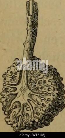 Image d'archive à partir de la page 289 de la Deutsche Forstbotanik, oder, Forstlichbotanische Beschreibung. Banque D'Images