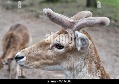 Traiter les animaux de la façon dont vous voulez être traité. Roebuck ou mâles buck chevreuil d'espèces. Les cerfs sauvages rougeâtre avec des animaux des bois. Famille ou troupeau de chevreuils buck. Cerfs européennes ou occidentales dans les pays fournisseurs. Banque D'Images