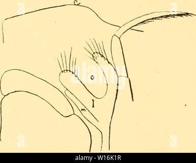 Image d'archive à partir de la page 303 de l'Des mécanismes respiratoires chez les. Des mÃcanismes CrustacÃs DÃcapodes respiratoires chez les ; essai de physiologie, Ãthnologique phylogÃnique et Ãvolutive . desmcanismesre00bohn Année : 1901 294 GEORGES BOHX. La respiration. Â L'appareil respiratoire des Carpilies intÃressants prÃsente des faits. La fente d'entrÃe de l'eau n'est pas garnie de poils, et le bord du branchiostÃgite qui la limite est fortement entamÃ par l'article basilairc, saillant, des pinces. La disposition des appendices buccaux n'offre rien de bien particulier ; tous ces annexes ont tendance Banque D'Images