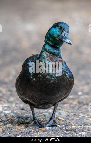 Canard Cayuga dans la nature Banque D'Images