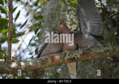 Mère colombe nourrir bébé oiseaux posés sur une branche de l'arbre moussu. Banque D'Images