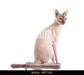 Funny cat Sphynx sur arbre à chat contre fond blanc Banque D'Images