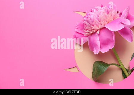 Belle fleur de pivoine visible à travers le trou dans le papier de couleur Banque D'Images