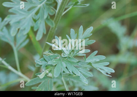 Absinthe, Aatemisia absinthium vert feuilles macro Banque D'Images