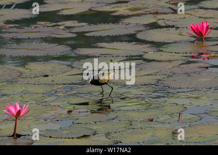 Un bronze-winged jacana sur un lac à l'Université de Jahangirnagar, Dhaka, Bangladesh Banque D'Images