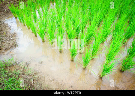 La plantation du riz en saison des pluies, l'agriculture de l'Asie / l'agriculteur sur la plantation de riz biologique des terres agricoles de riz Banque D'Images