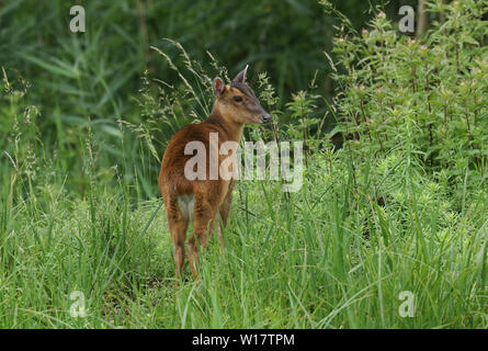 Une jolie femelle Muntiacus reevesi Muntjac de Virginie, l'alimentation, sur une île au milieu d'un lac au Royaume-Uni. Banque D'Images