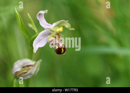 Une belle orchidée abeille, Ophrys apifera, dans un pré en pleine croissance au Royaume-Uni. Banque D'Images